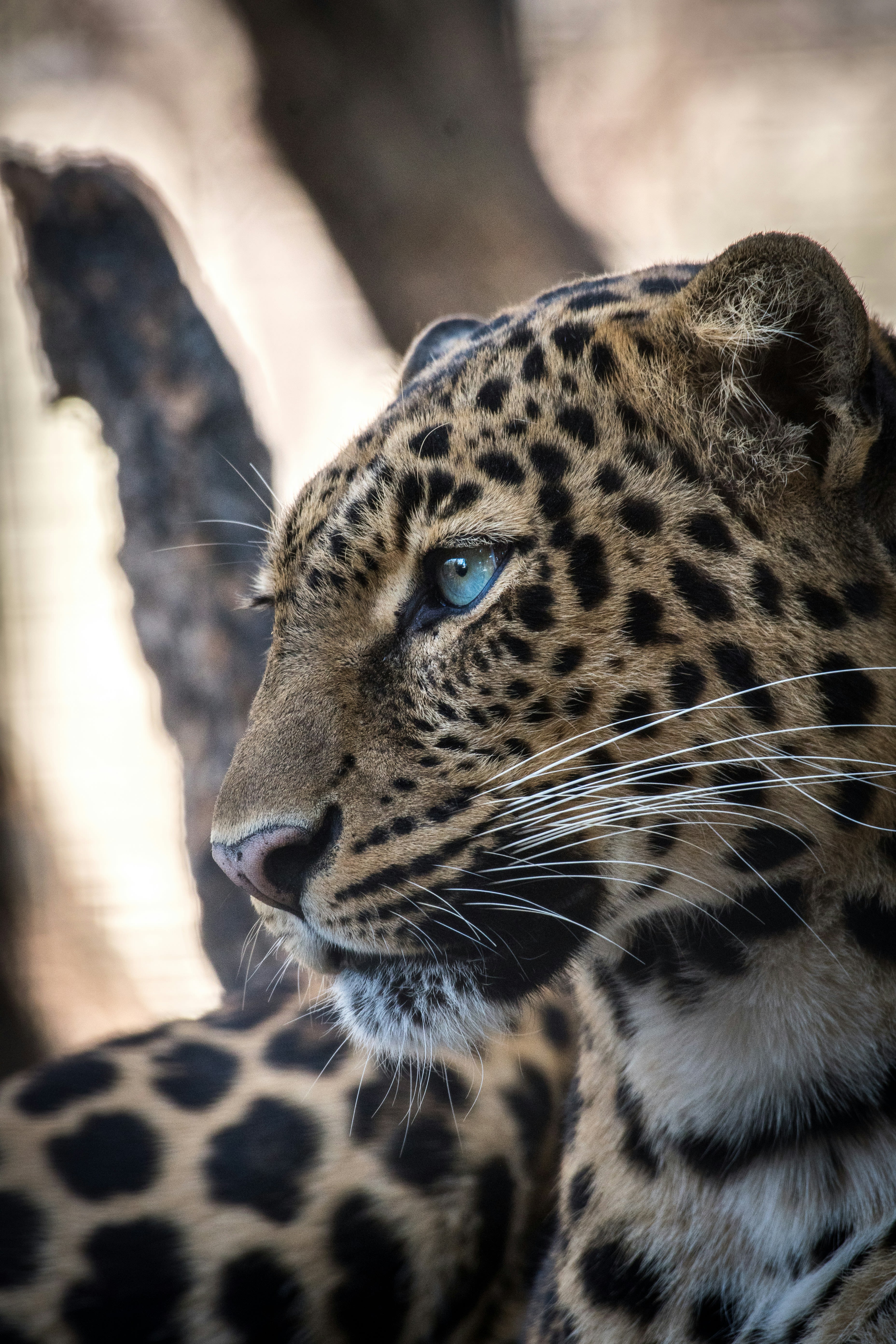 brown and black leopard
