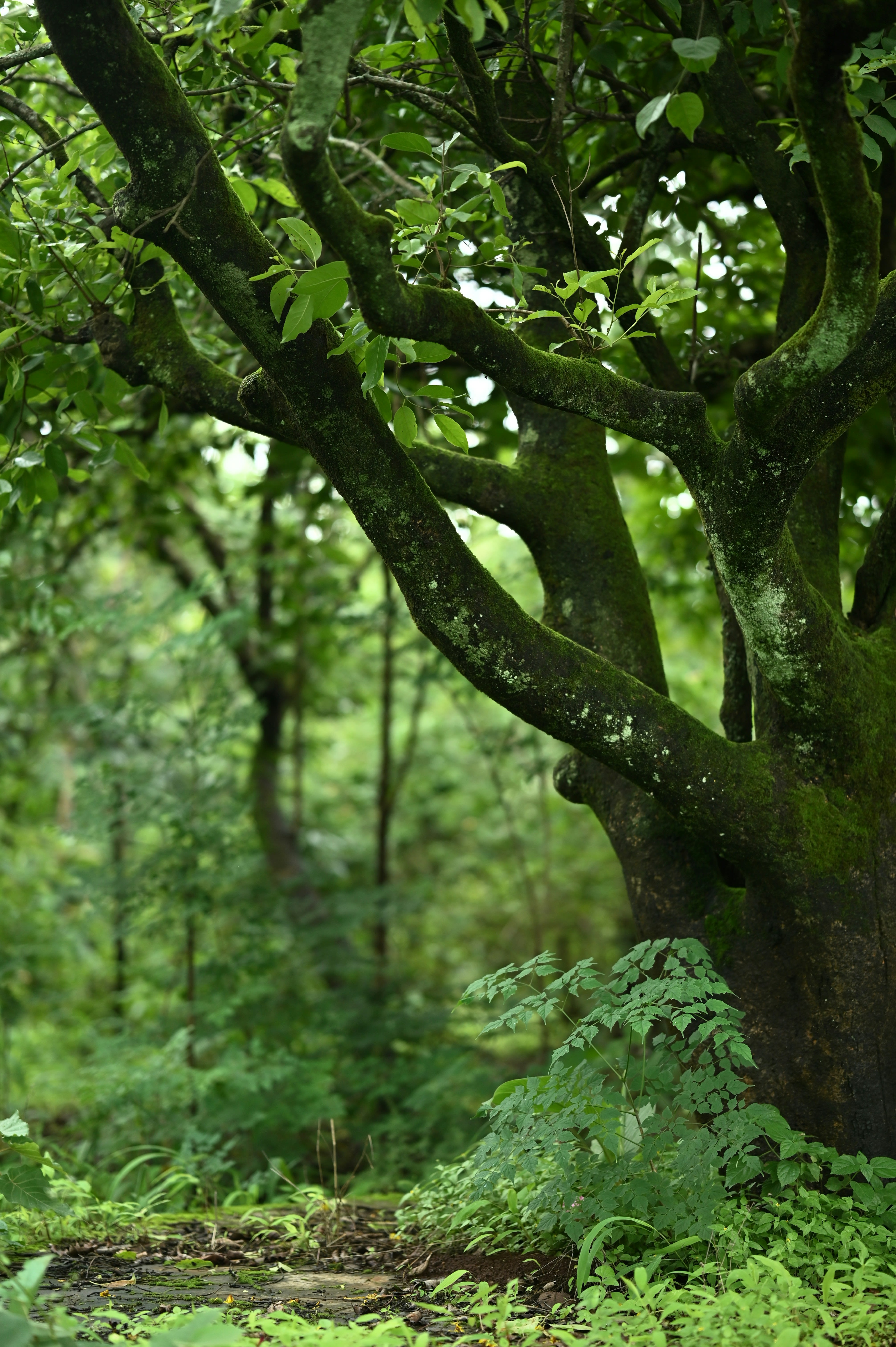 A large tree in the middle of a lush green forest