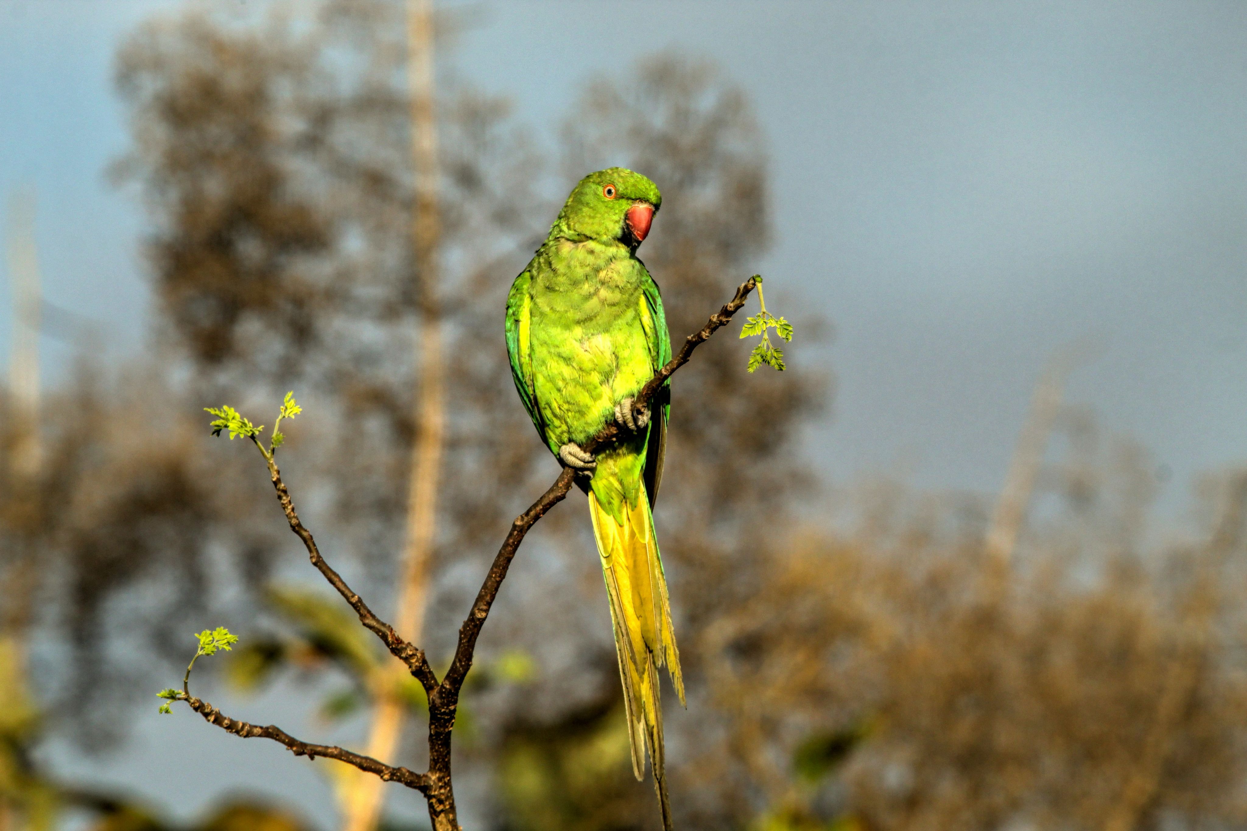 a green bird perched on a tree branch