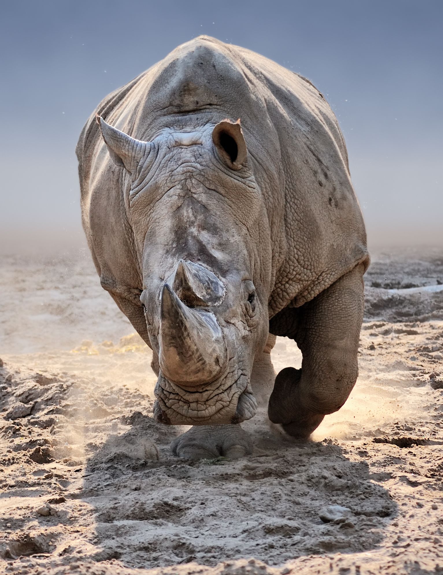 Rhinocerus